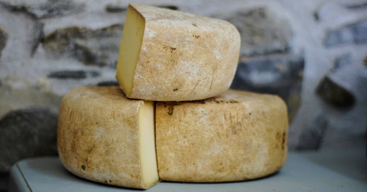 Artisan cheese wheels aging on wooden shelves