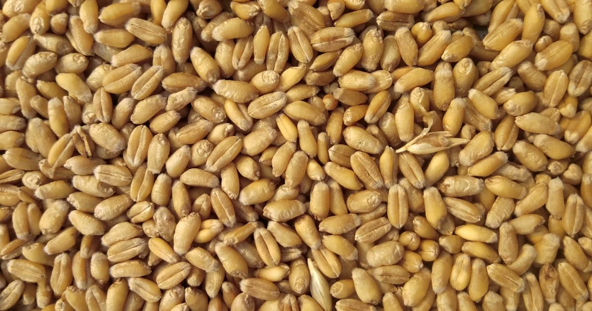 Bowls of all-purpose, bread, cake, 00, and whole-wheat flour arranged beside sample doughs